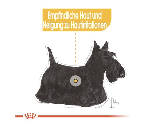 Illustration eines Scottish Terriers zum Thema Empfindliche Haut und Neigung zu Hautirritationen.