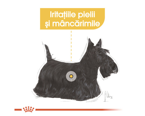 Illustration d''un Scottish Terrier avec indication d''irritations cutanées et de démangeaisons