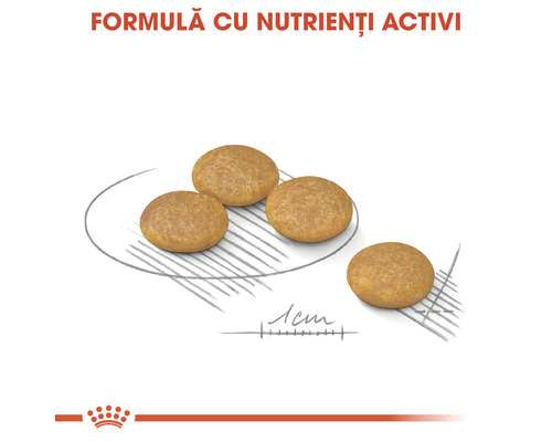 Gros plan sur des aliments secs pour chiens d''un diamètre d''un centimètre.