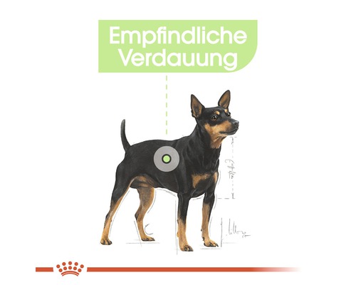 Darstellung eines Hundes mit empfindlicher Verdauung