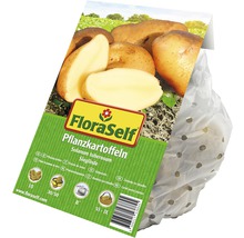 FloraSelf Pflanzkartoffeln der Sorte Sieglinde im perforierten Beutel
