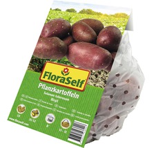 FloraSelf Pflanzkartoffeln der Sorte Birgit in perforierter Verpackung