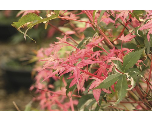 Érable avec des feuilles roses et vertes