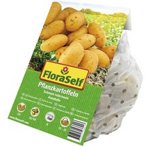FloraSelf Pflanzkartoffeln Annabelle, 10 Stück, Saatkartoffeln