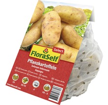 Plants de pommes de terre FloraSelf Asparges dans un emballage