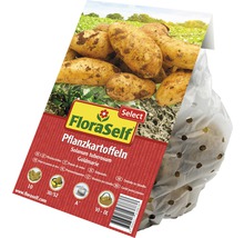 FloraSelf Pommes de terre de semence Goldmarie en sac