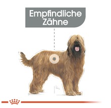 Illustration eines Hundes mit dem Hinweis Empfindliche Zähne
