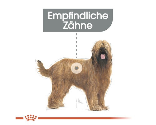 Illustration eines Hundes mit dem Hinweis Empfindliche Zähne