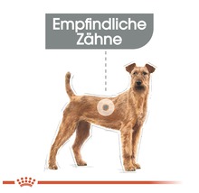 Illustration eines Hundes mit empfindlichen Zähnen