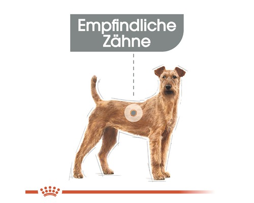 Illustration eines Hundes mit empfindlichen Zähnen