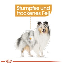 Illustration eines Hundes mit stumpfem und trockenem Fell