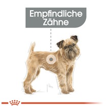 Illustration eines Hundes mit empfindlichen Zähnen