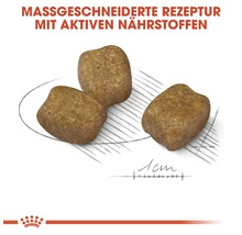 Drei Kroketten Hundefutter mit aktiven Nährstoffen