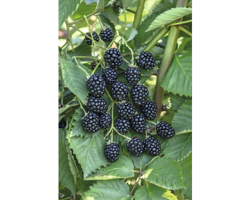 Mûrier sans épines bio Hof:Obst Rubus fruticosus 'Navaho® Big Easy' h 30-40 cm Co 3,4 l très aromatique