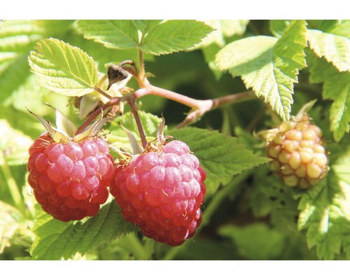 Framboisier d'automne Hof:Obst Rubus idaeus 'Autumn Belle' ® h 30-40 cm Co 3,4 l arbuste vigoureux