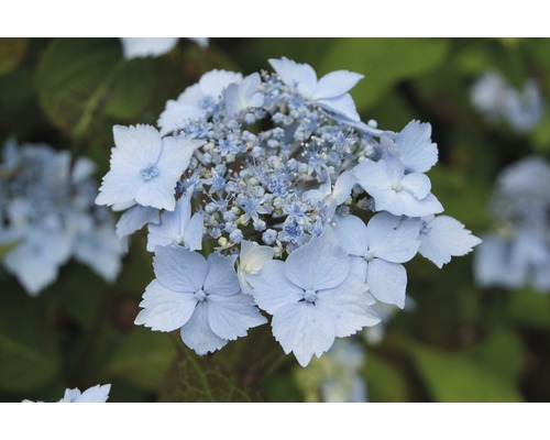 Gros plan sur une hortensia à fleurs bleues