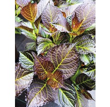 Gros plan d''un hortensia à feuilles de plat avec des feuilles violettes et des nervures jaunes.