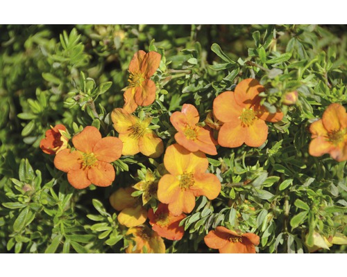 Fingerstrauch Potentilla fruticosa "Bella Sol"® H 30-40 cm Co 4,5 L