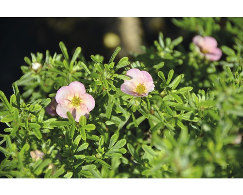 Fingerstrauch Potentilla fruticosa "Bellissima"® H 30-40 cm Co 4,5 L