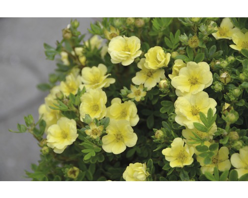 Potentille frutescente Potentilla fruticosa 'Lemon Meringue'® H 30-40 cm Co 4,5 L Fleurs de Potentille arbustive jaunes avec feuilles vertes