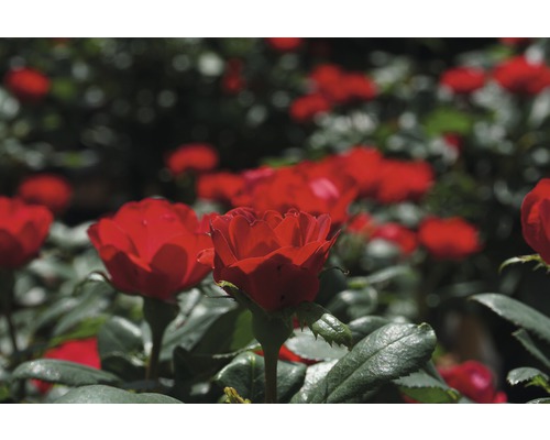 Gros plan de roses rouges dans le jardin.