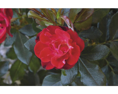 Gros plan d''une rose rouge avec des feuilles vertes