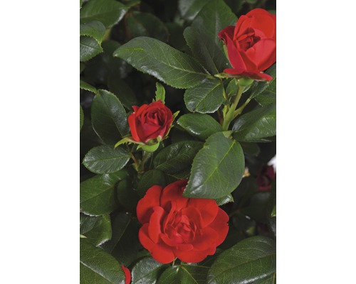 Roses rouges avec des feuilles vertes