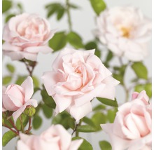 Nahaufnahme von blassrosa Rosenblüten mit grünen Blättern