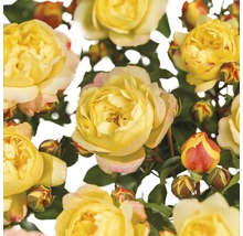 Gelbe Rosenblüten mit Blütenknospen