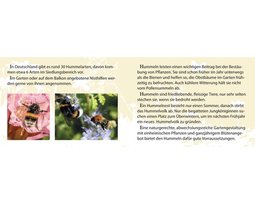 Informationstext über Hummeln und zwei Nahaufnahmen von Hummeln auf Blüten.