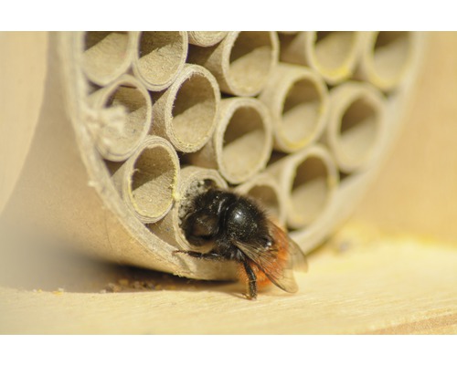 Hummel vor Insektenhotel mit Röhren