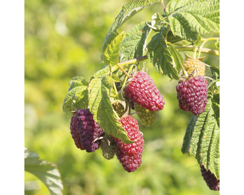 Mûrier framboisier Hof:Obst Rubus 'Buckingham Tayberry' ® h 30-40 cm Co 3,4 l framboises au goût de mûres sans épines, forme des rhizomes