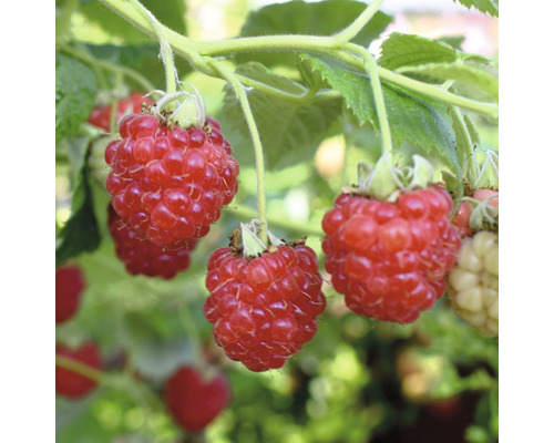 Grosse framboise d'automne Hof:Obst Rubus idaeus Primeberry ® 'Autumn Happy' ® H 30-40 cm pot 3,4 l
