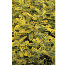 Fusain de Fortune jaune multicolore FloraSelf Euonymus fortunei 'Emerald n Gold' h 5-15 cm Co 1 l-thumb-1