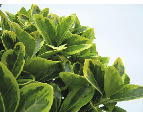 Immergrüner Spindelstrauch mit Blättern