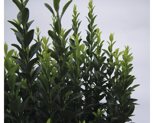 Im Bild ist ein immergrüner Buchsbaum mit dichtem Laub zu sehen.