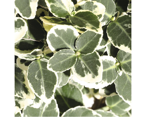 Fusain de Fortune blanc multicolore FloraSelfEuonymus fort. 'Emerald n Gaiety' H 15-20 cm pot 2 l