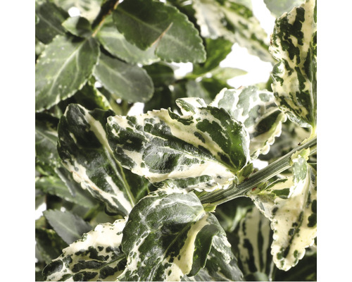 Im Bild ist ein Spindelstrauch mit grün-weißen Blättern zu sehen.