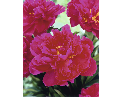 Nahaufnahme von pinkfarbenen Pfingstrosenblüten