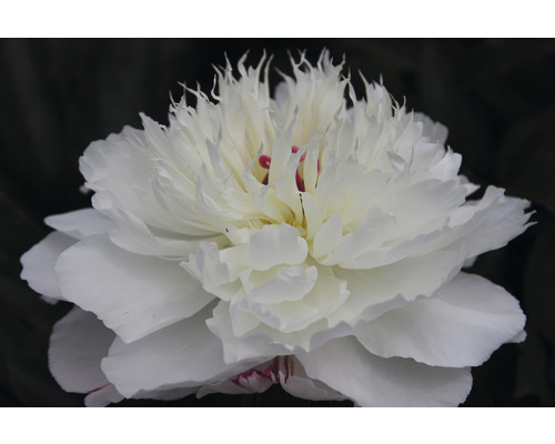 Nahaufnahme einer weißen Pfingstrose