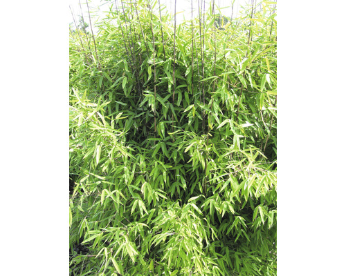 Bambou de jardin résistant à l'hiver Fargesia hybride 'Winter Joy' h 40-50 cm Co 3 l