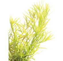 Rotala Wayanad - Rotala sp Wayanad