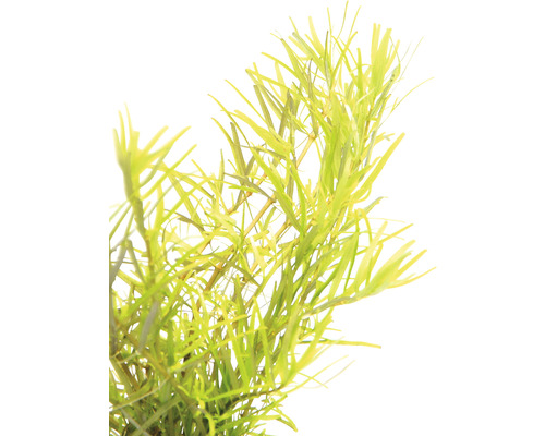 Plante aquatique pour la décoration d''aquariums