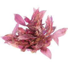 Papageienblatt Red Ruby - Alternanthera reineckii Red Ruby XXL
