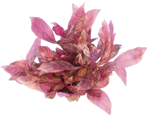 Plante d''aquarium artificielle avec feuilles