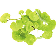Wassernabel - Hydrocotyle leucocephala XXL