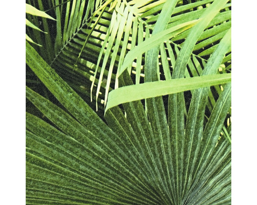 Nahaufnahme verschiedener tropischer Pflanzenblätter