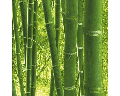 Tiges de bambou dans le jardin