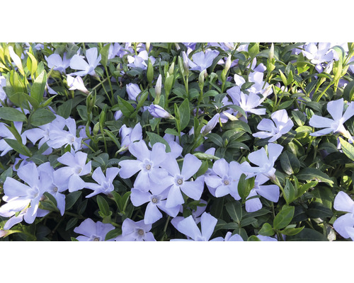 Petite pervenche FloraSelf Vinca minor 'Valentin' 5/7 branches pot Ø 9 cm