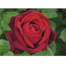 Rosier grimpant 'Edith Piaf Pyramide' h env. 60 cm Co 10 l